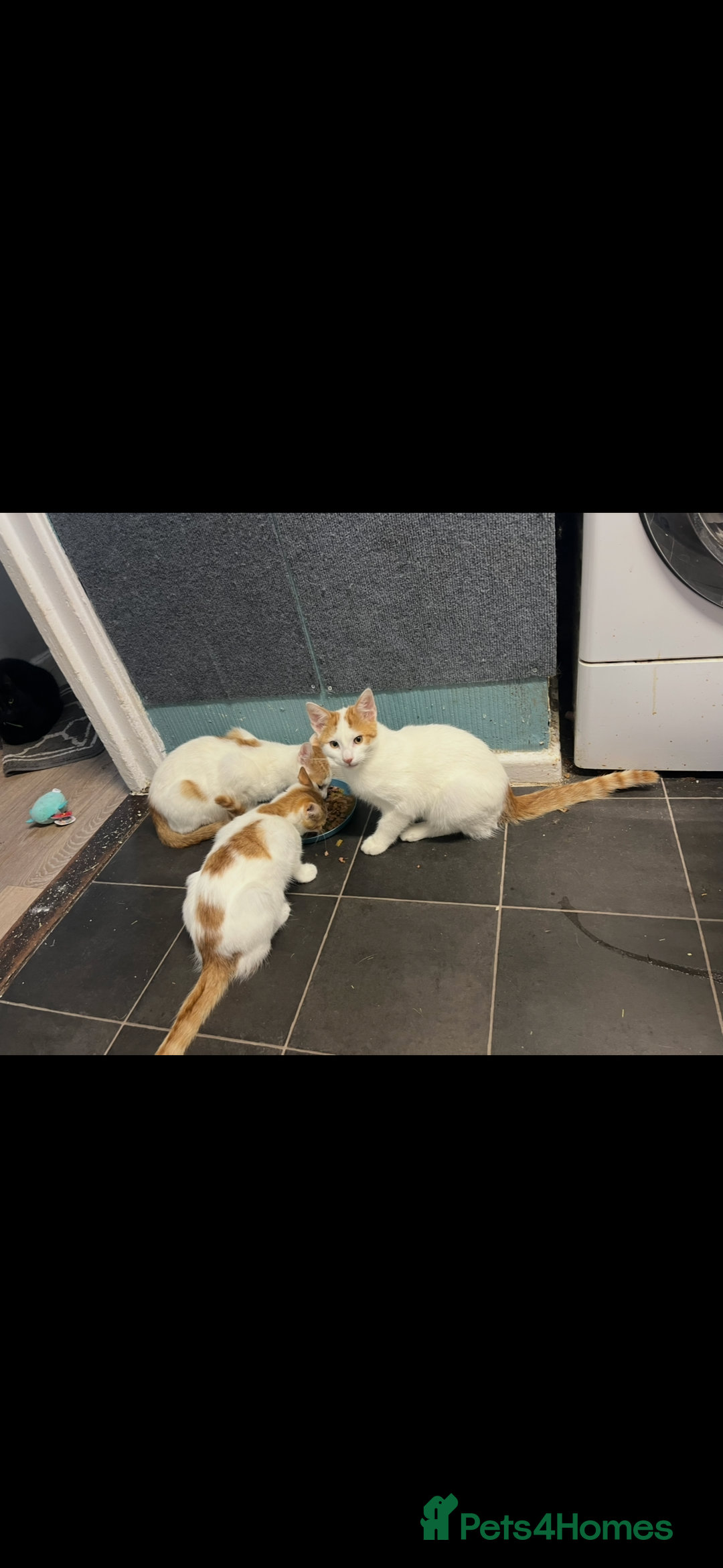 Domestic Shorthair cats for sale: 6 month old female cat  - Advert 4