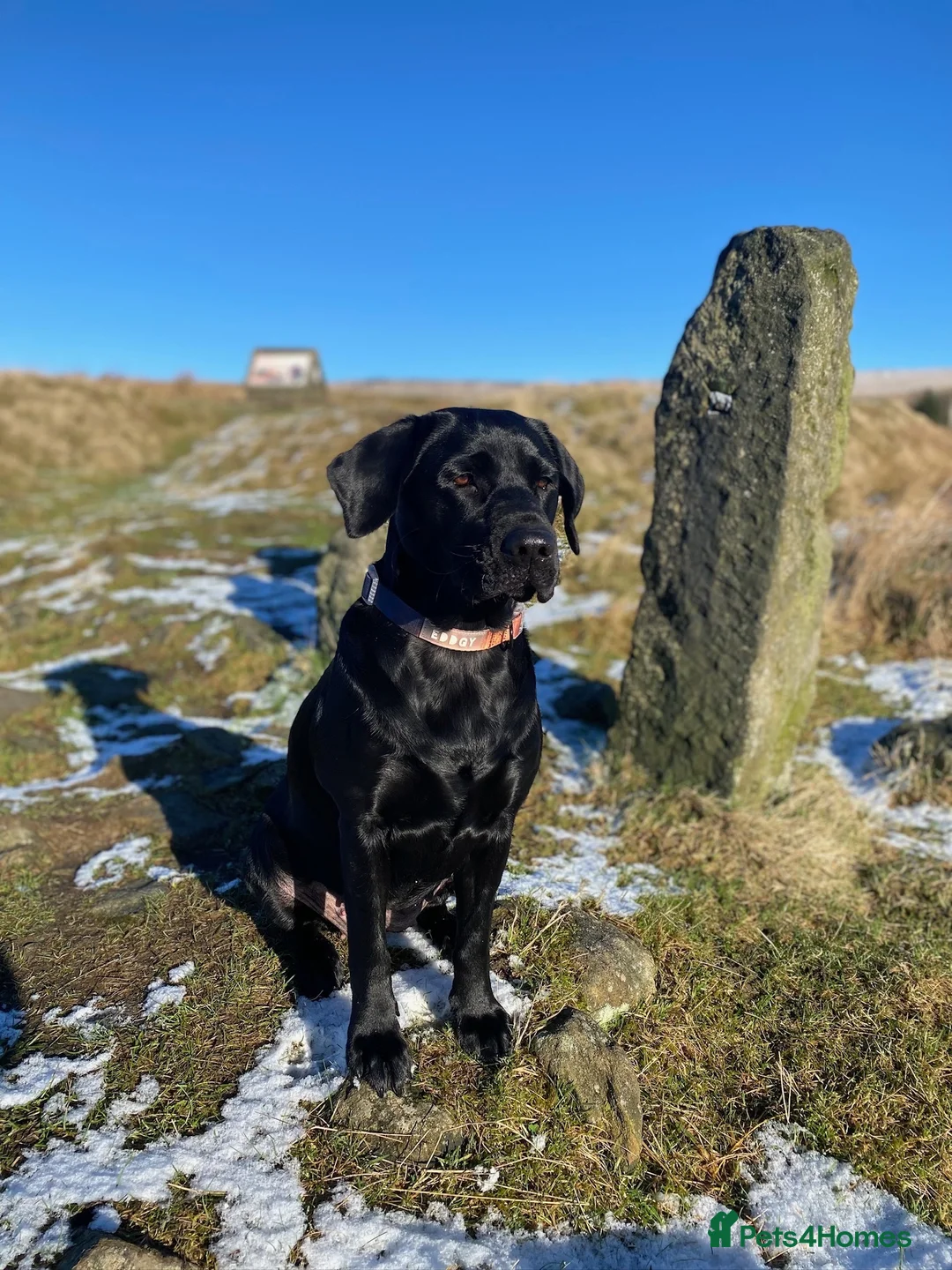 Labrador Retriever dogs for sale: KC Registered beautiful working labrador puppies in Oldham - Advert 1