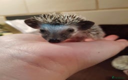 Pygmy Hedgehog rodents for sale: Beautiful African Pygmy Hedgehog Hoglets - Image 3