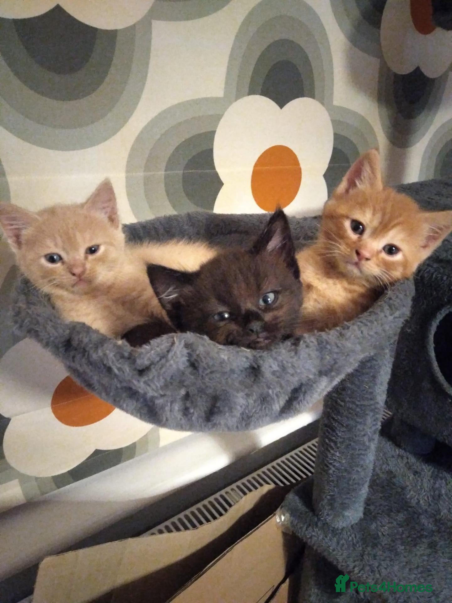 Mixed Breed cats Devon Rex Cross - Advert 14