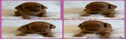 Australian Labradoodle dogs for sale: Prestige Australian labradoodle puppies💜 - Advert 6