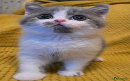 British Shorthair cats for sale: READY NOW GCCF reg BSH kittens - Image 25