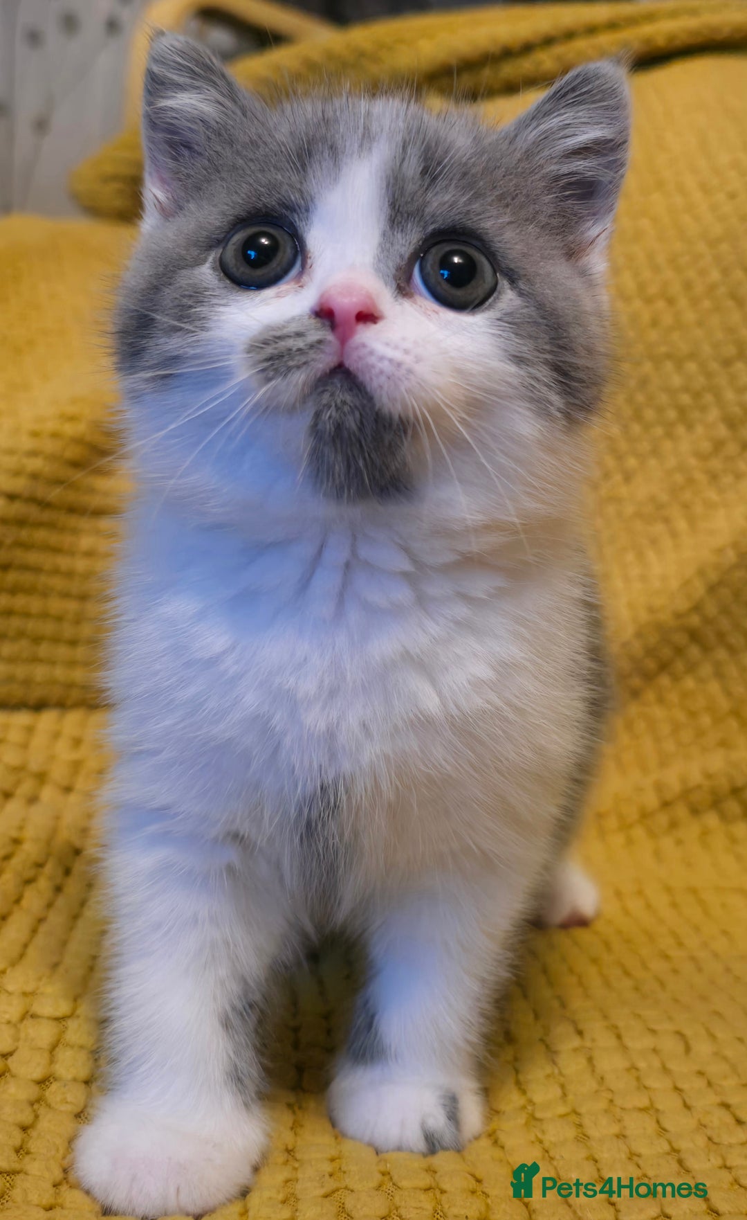 British Shorthair cats for sale: READY NOW GCCF reg BSH kittens - Image 25