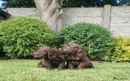 Sprocker dogs for sale: Stunning Sprocker Spaniel puppies  - Image 13