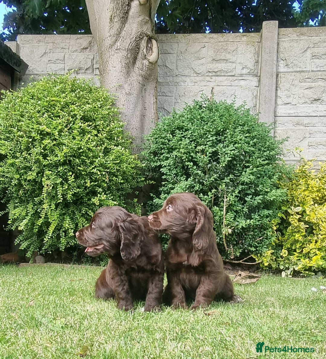 Sprocker dogs for sale: Stunning Sprocker Spaniel puppies  - Image 13