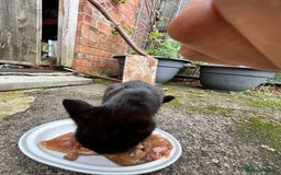 Mixed Breed cats for sale: Gorgeous farm/house kittens  - Image 8