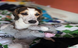 Mixed Breed dogs for sale: Beagle x - Image 1