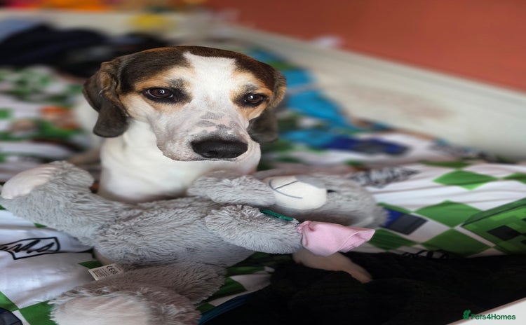 Mixed Breed dogs - Advert 1