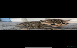 Bengal cats for sale: 4 bengals 2 black/white ready in time for  **   - Advert 9