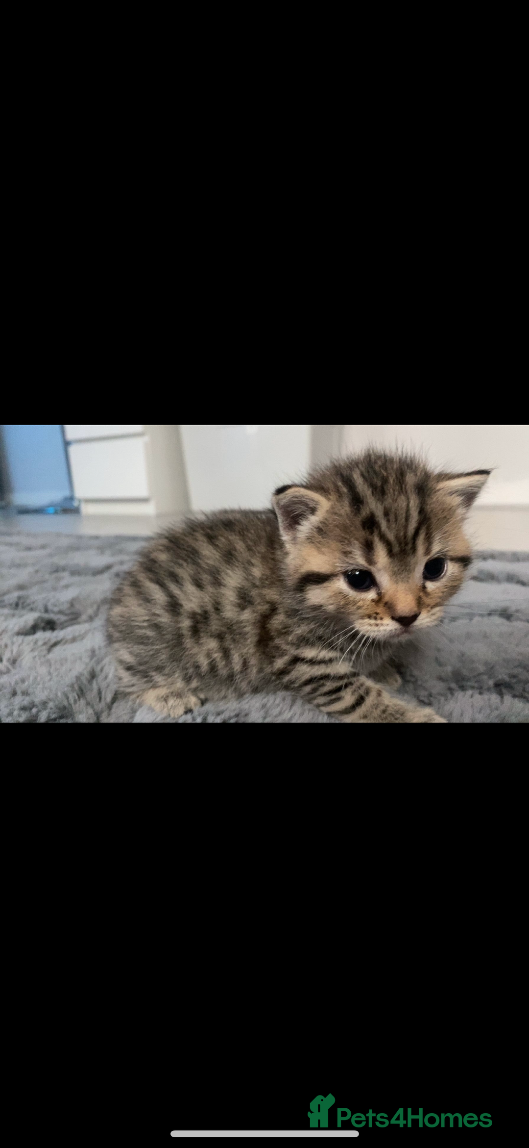 Bengal cats for sale: 4 bengals 2 black/white ready in time for  **   - Advert 9
