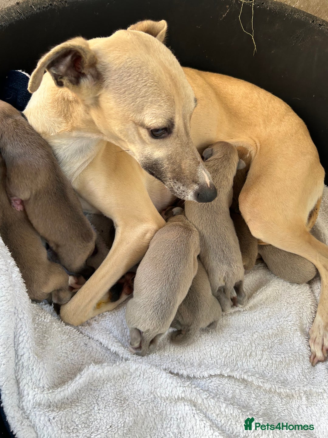 Whippet dogs for sale: Male puppy available Full pedigree and kc reg  - Advert 7