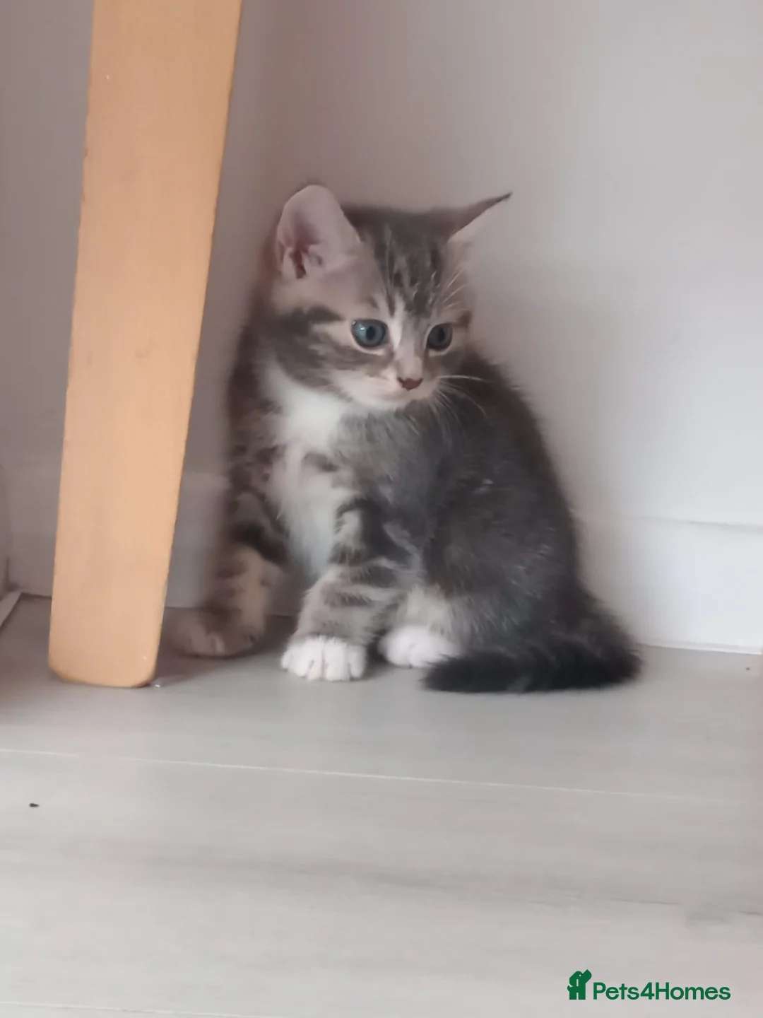 Bengal cats for sale: Kitten bengal - Advert 4