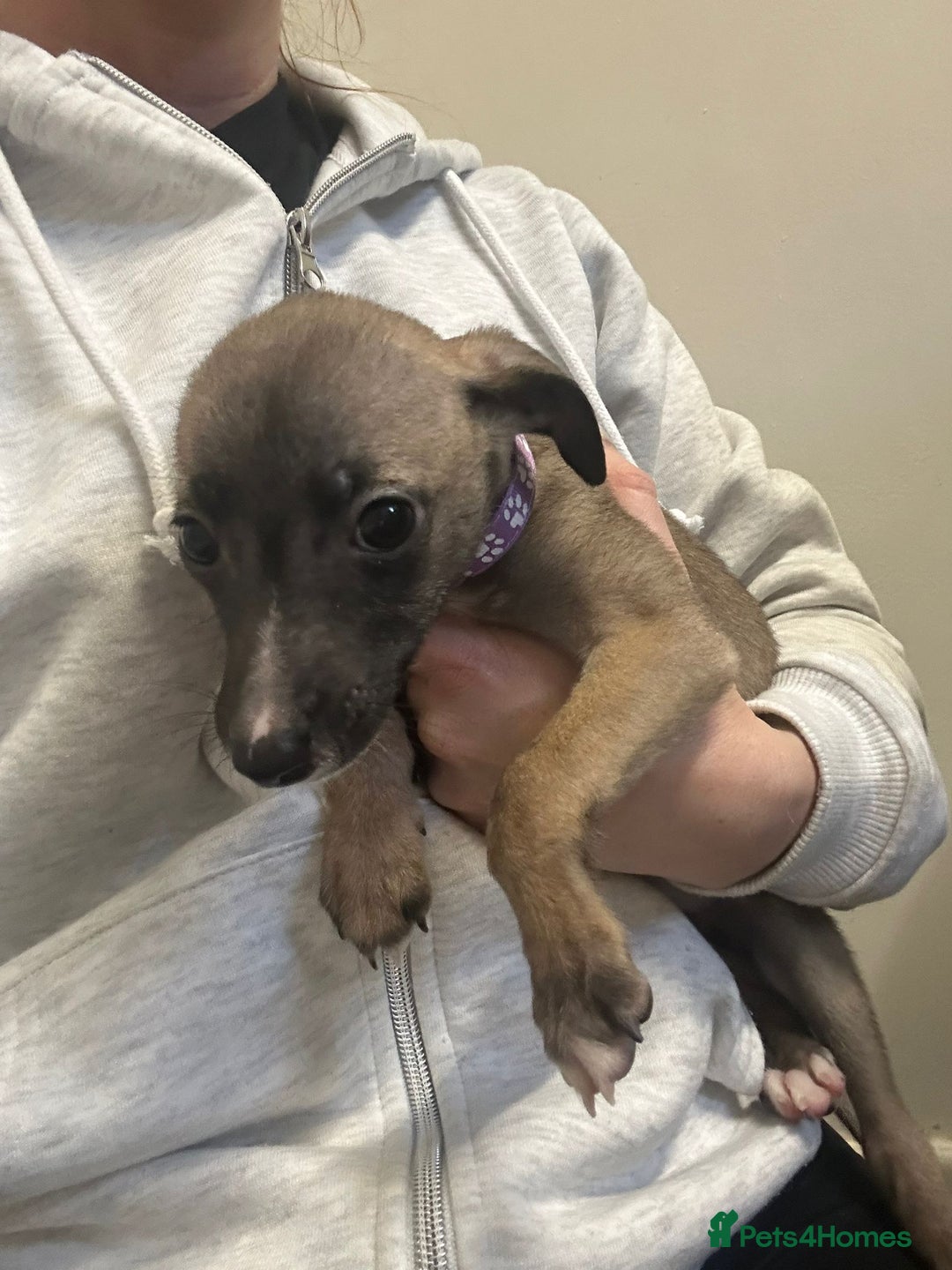 Whippet dogs for sale: Whippets for sale - Image 7