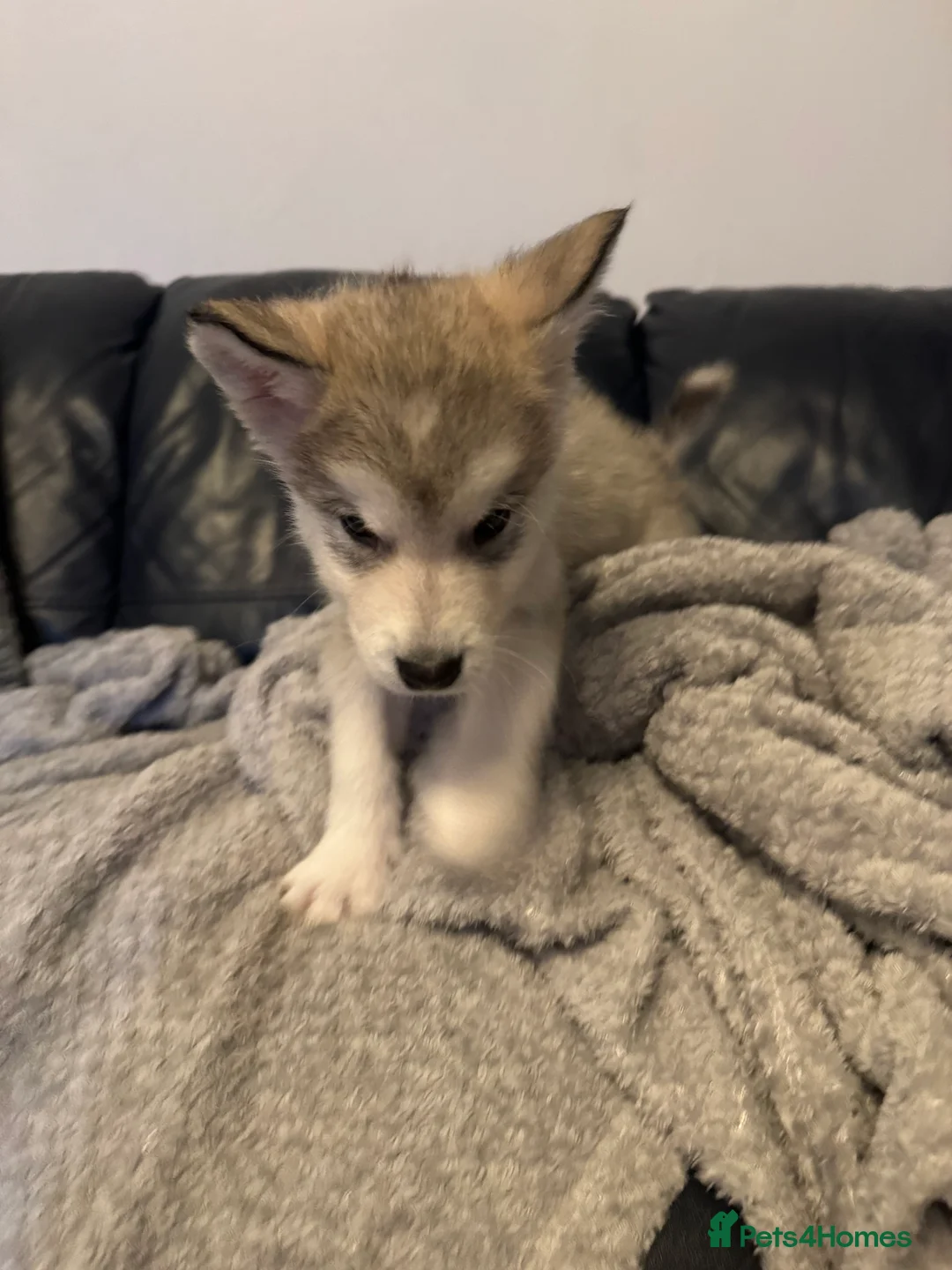 Alaskan Malamute dogs for sale: Alaskan malamute boy - Advert 10