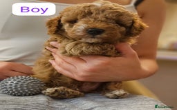 Cockapoo dogs for sale: Beautiful Toy f2 Cockapoos  - Image 4