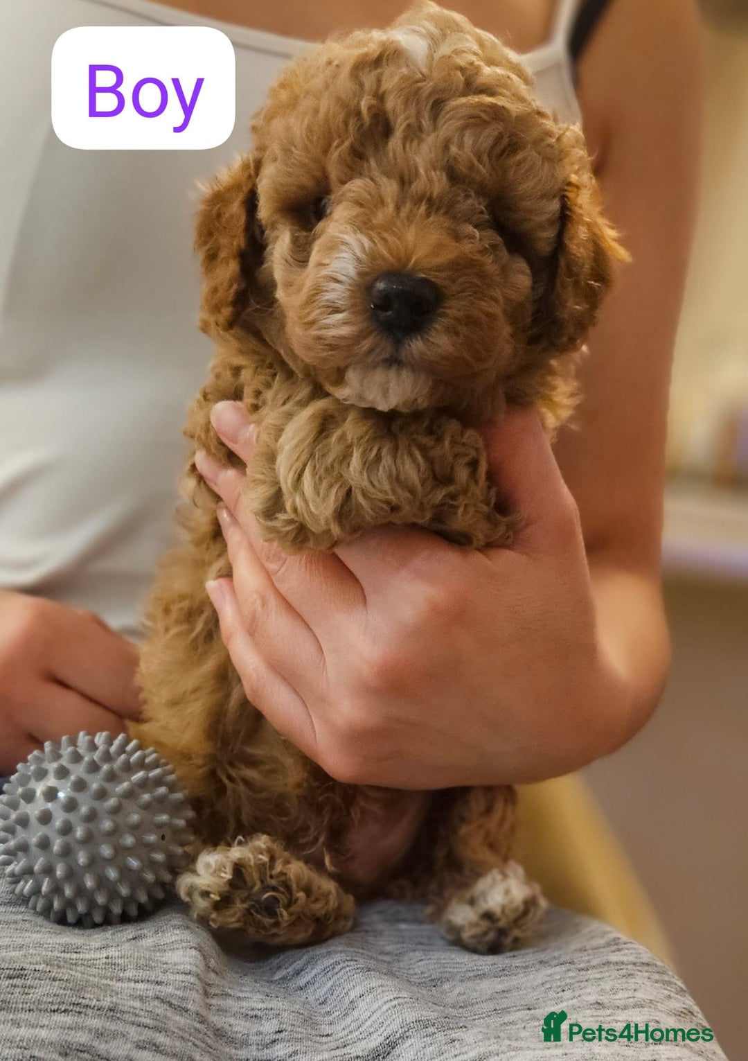 Cockapoo dogs for sale: Beautiful Toy f2 Cockapoos  - Image 4