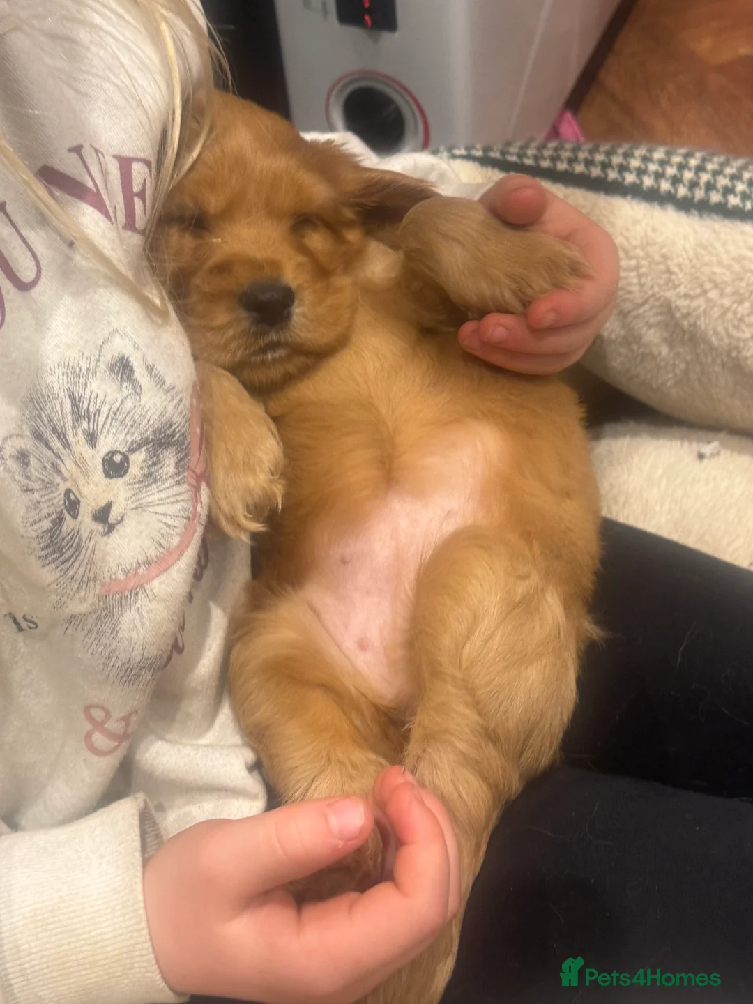 Cocker Spaniel dogs for sale: Gorgeous golden Show Cocker spaniel Litter  - Advert 7