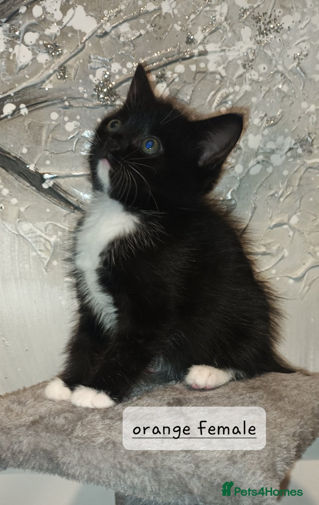 Ragdoll cats for sale: Beautiful ragdoll cross kittens  - Advert 3