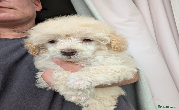 Miniature Poodle dogs - Advert 2