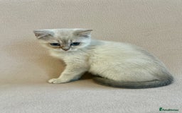 British Shorthair cats for sale: PUREBRED BSH KITTENS SOLD - Image 7