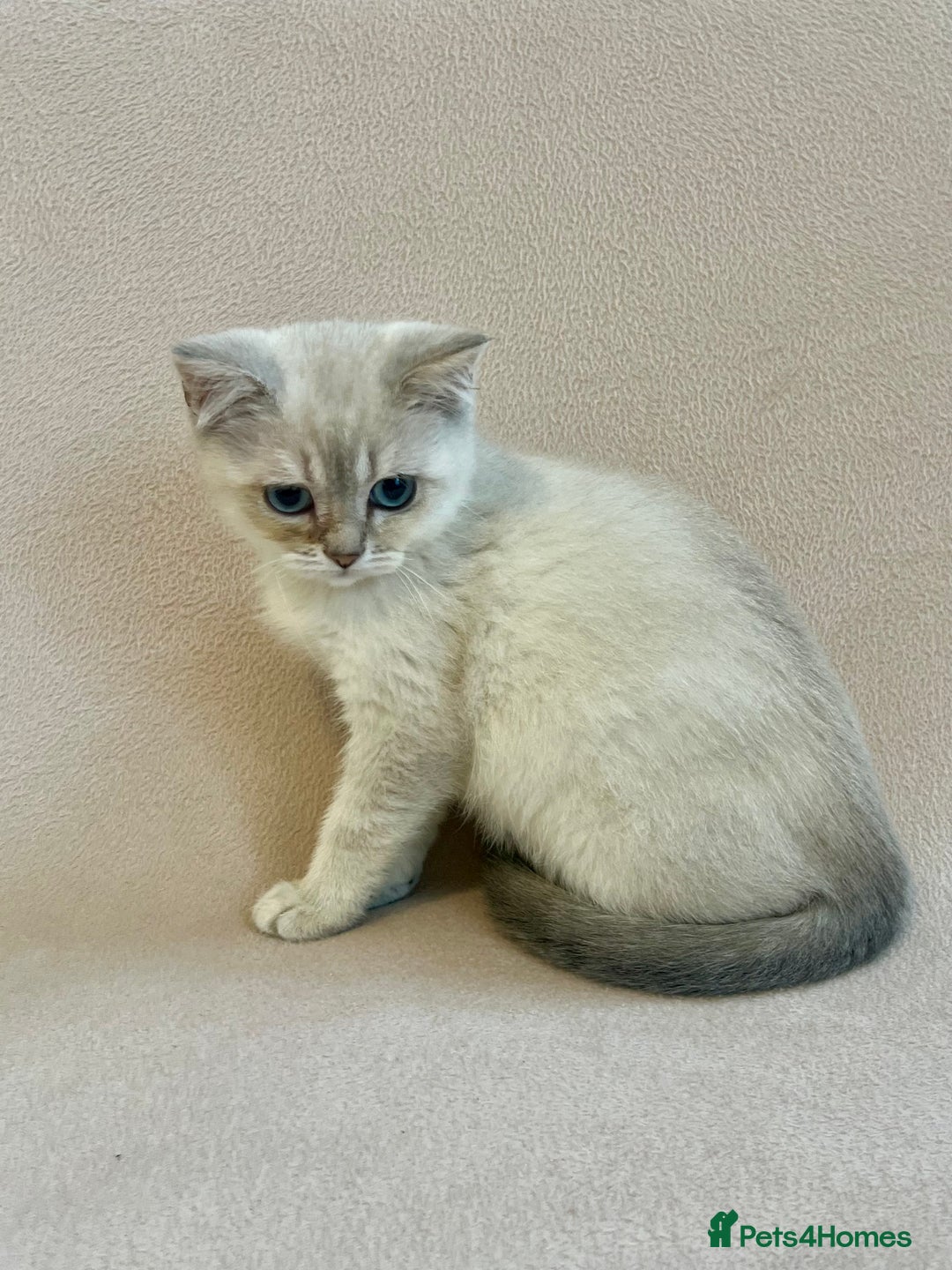 British Shorthair cats for sale: PUREBRED BSH KITTENS SOLD - Image 7