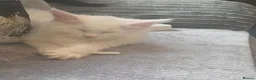Maine Coon cats for sale: Pure white maincoon  in Glasgow - Advert 4