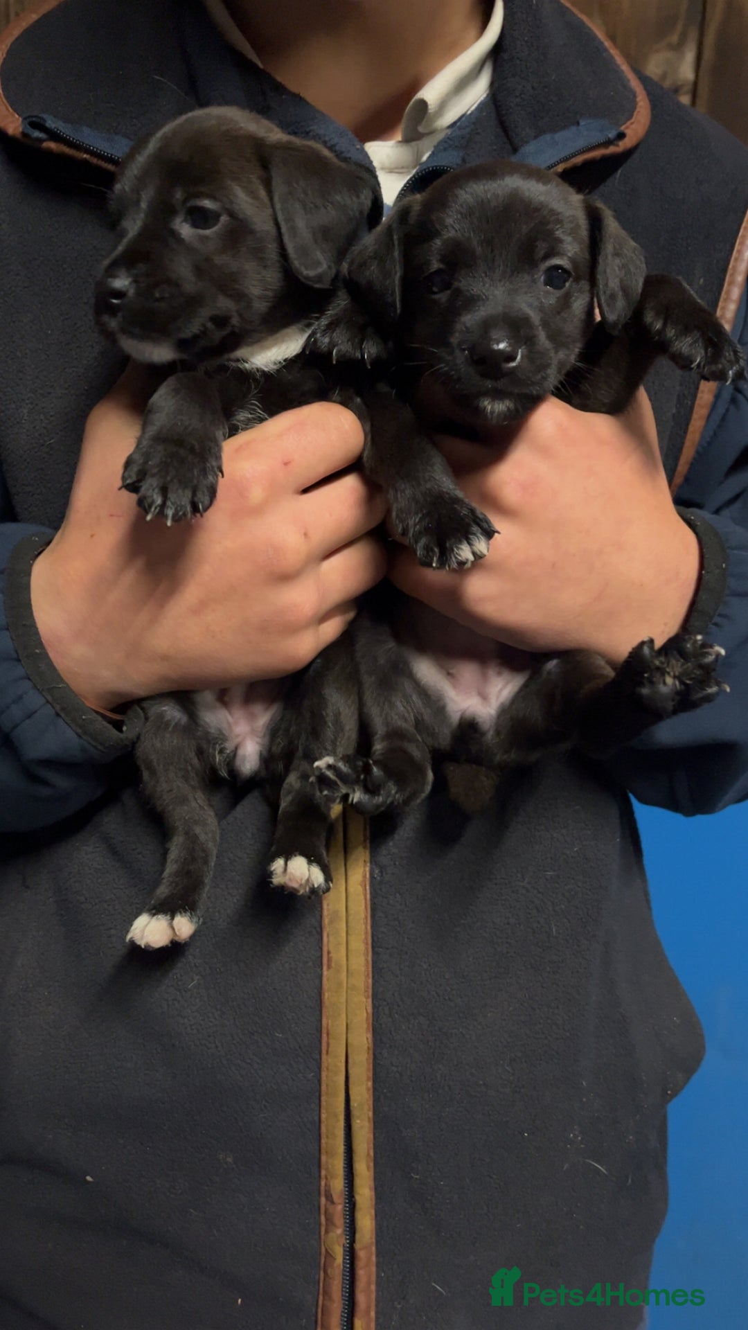 Patterjack dogs for sale: Patterjacks - Image 2