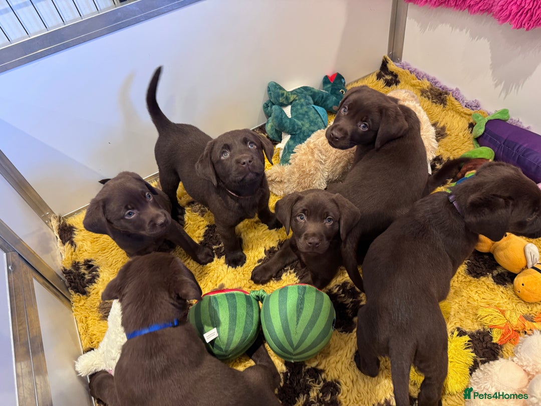Labrador Retriever dogs for sale: Outstanding Quailty Chocolate Labrador Puppies - Advert 9