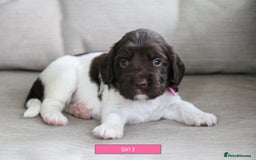 English Springer Spaniel dogs for sale: Health Tested English Springer Spaniel Puppies - Image 8