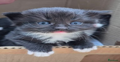 Mixed Breed cats - Advert 14