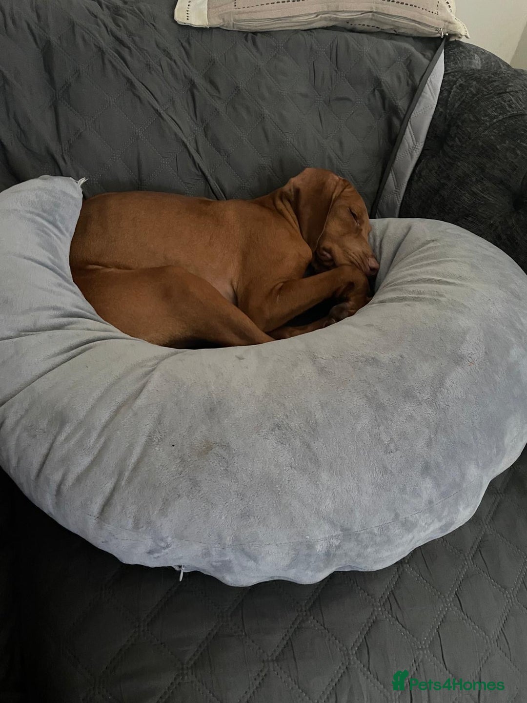 Hungarian Vizsla dogs for sale: Hungarian vizsla girl 5 months old  - Image 3