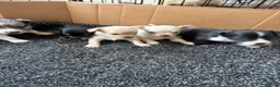 Chihuahua dogs for sale: CHIHUAHUA PUPS AVAILBE 9TH APRIL - Advert 4