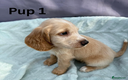 Cocker Spaniel dogs for sale: ⭐️ SHOW TYPE COCKER SPANIEL - READY ON 1ST AUGUST - Image 2