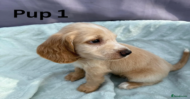 Cocker Spaniel dogs - Advert 10
