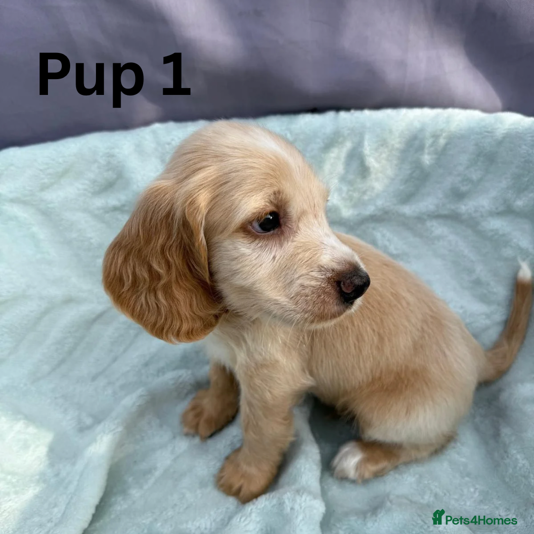 Cocker Spaniel dogs for sale: ⭐️ SHOW TYPE COCKER SPANIEL - READY ON 1ST AUGUST - Image 2