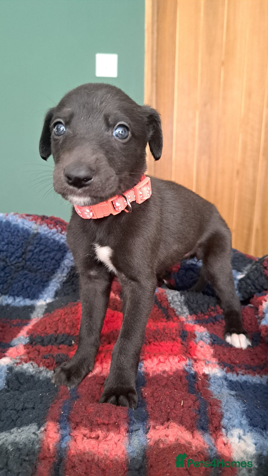 Greyhound dogs for sale: Irish Greyound Puppies  - Image 12