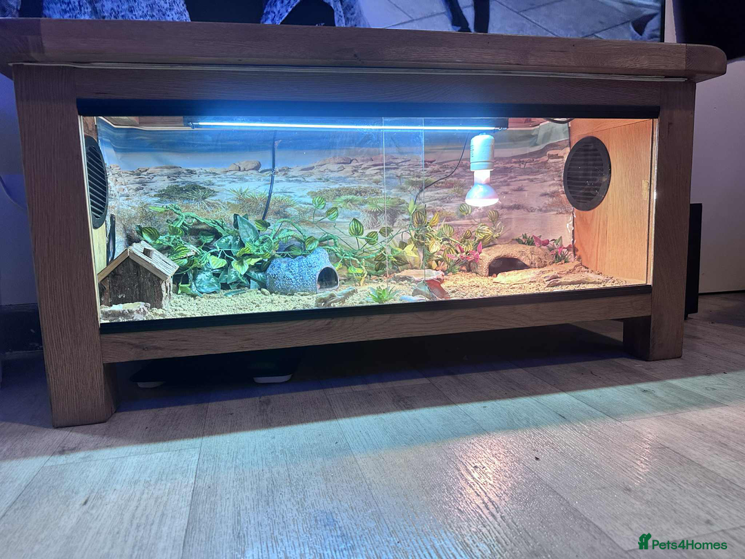 Leopard Gecko reptiles for sale: leopard gecko 5 years old - Advert 9