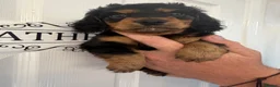 Miniature Dachshund dogs for sale: KC Registered miniature dachshunds  - Advert 1