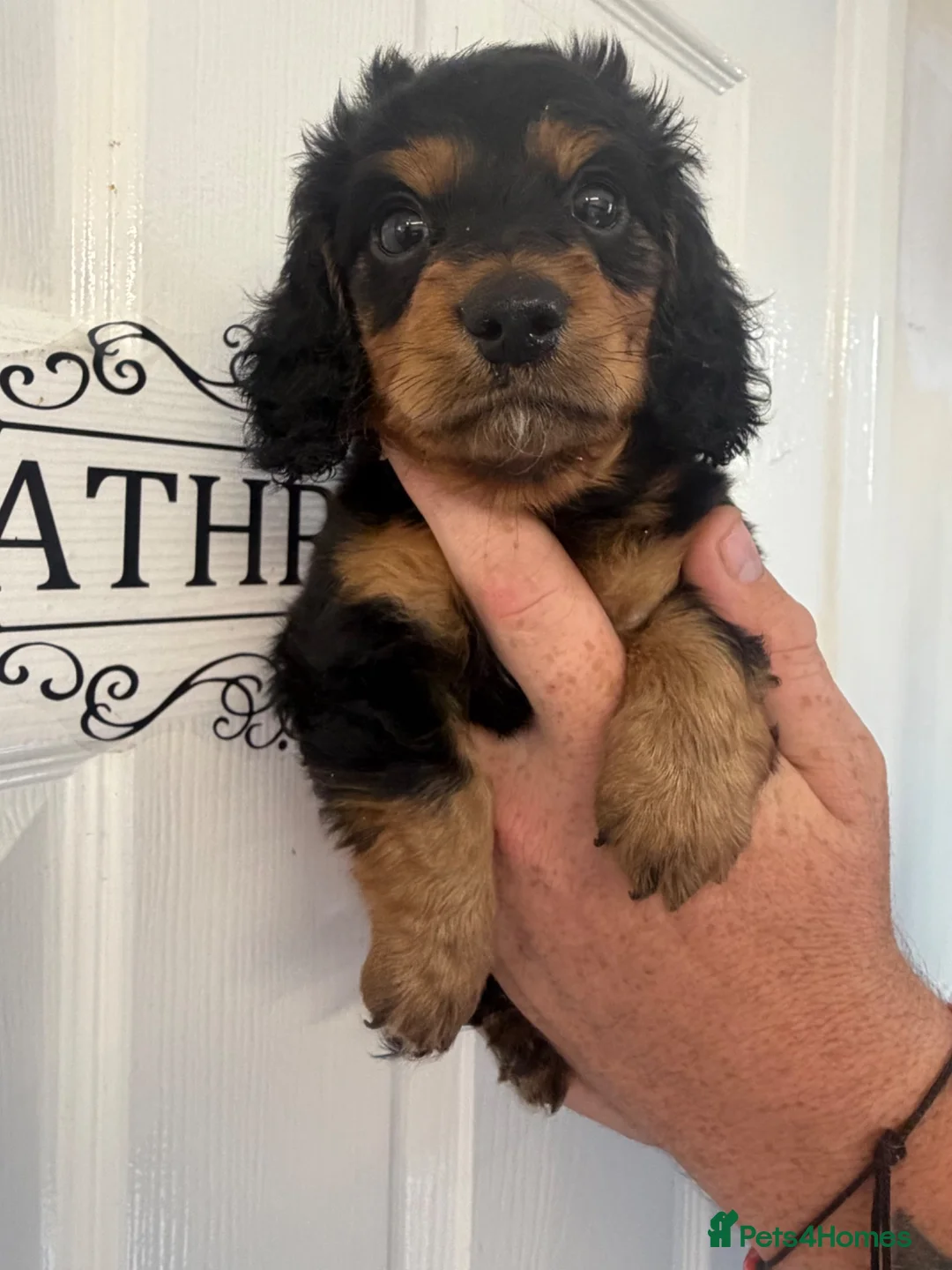 Miniature Dachshund dogs for sale: KC Registered miniature dachshunds  - Advert 1
