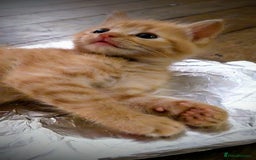 Maine Coon cats for sale: Exceptional Maine Coon x BSH Kittens Available Now - Image 9