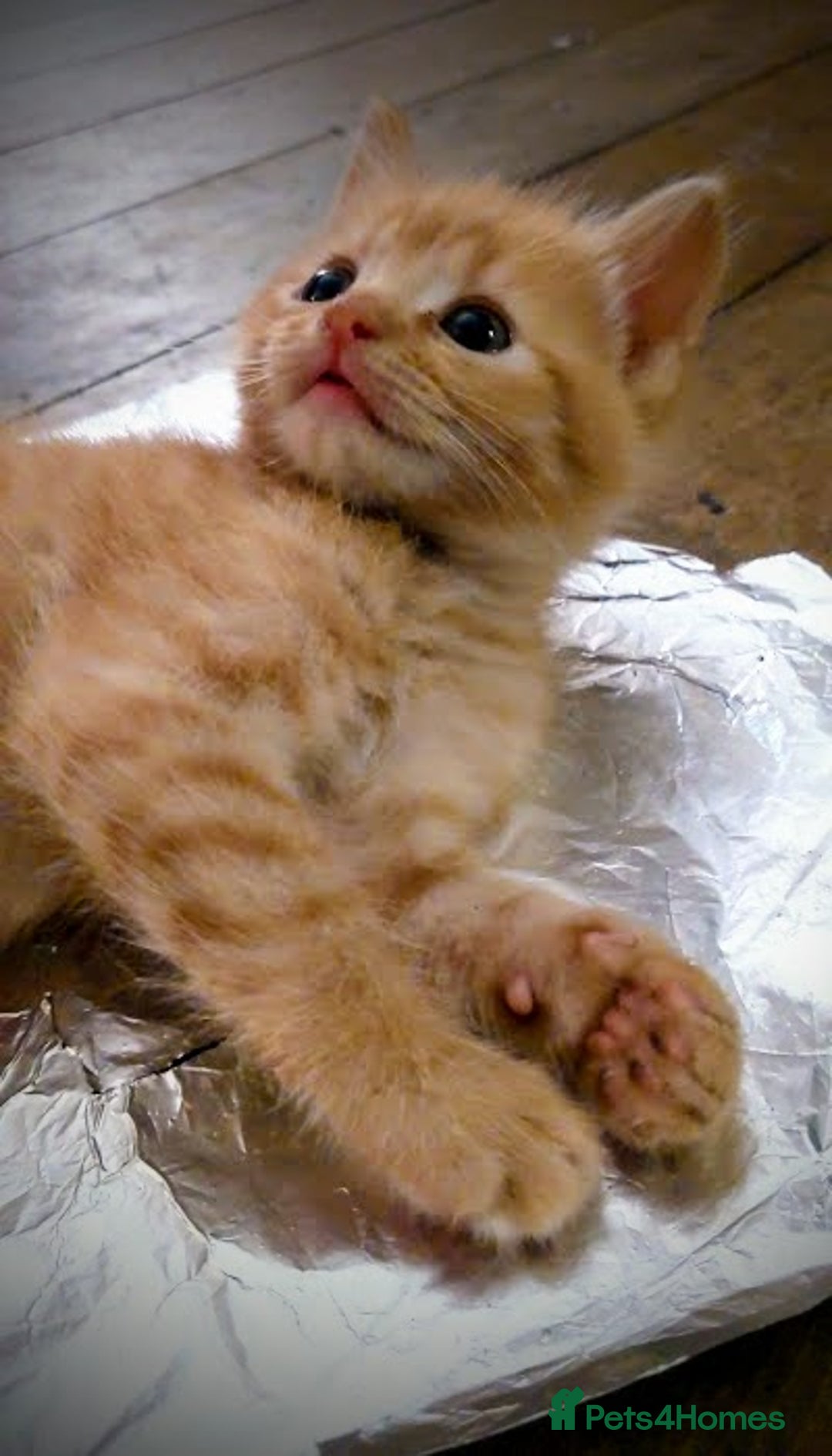 Maine Coon cats for sale: Exceptional Maine Coon x BSH Kittens Available Now - Image 9