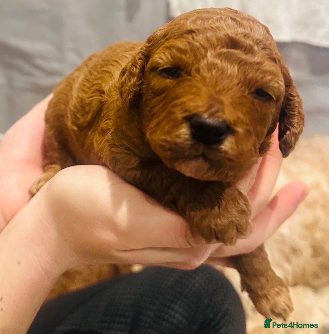 Cavapoo dogs for sale: Toy Cavapoo Puppies  - Advert 10