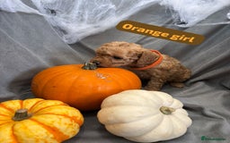 Cavapoochon dogs for sale: 🐾CAVAPOOCHON PUPPIES 🐾 - Image 6