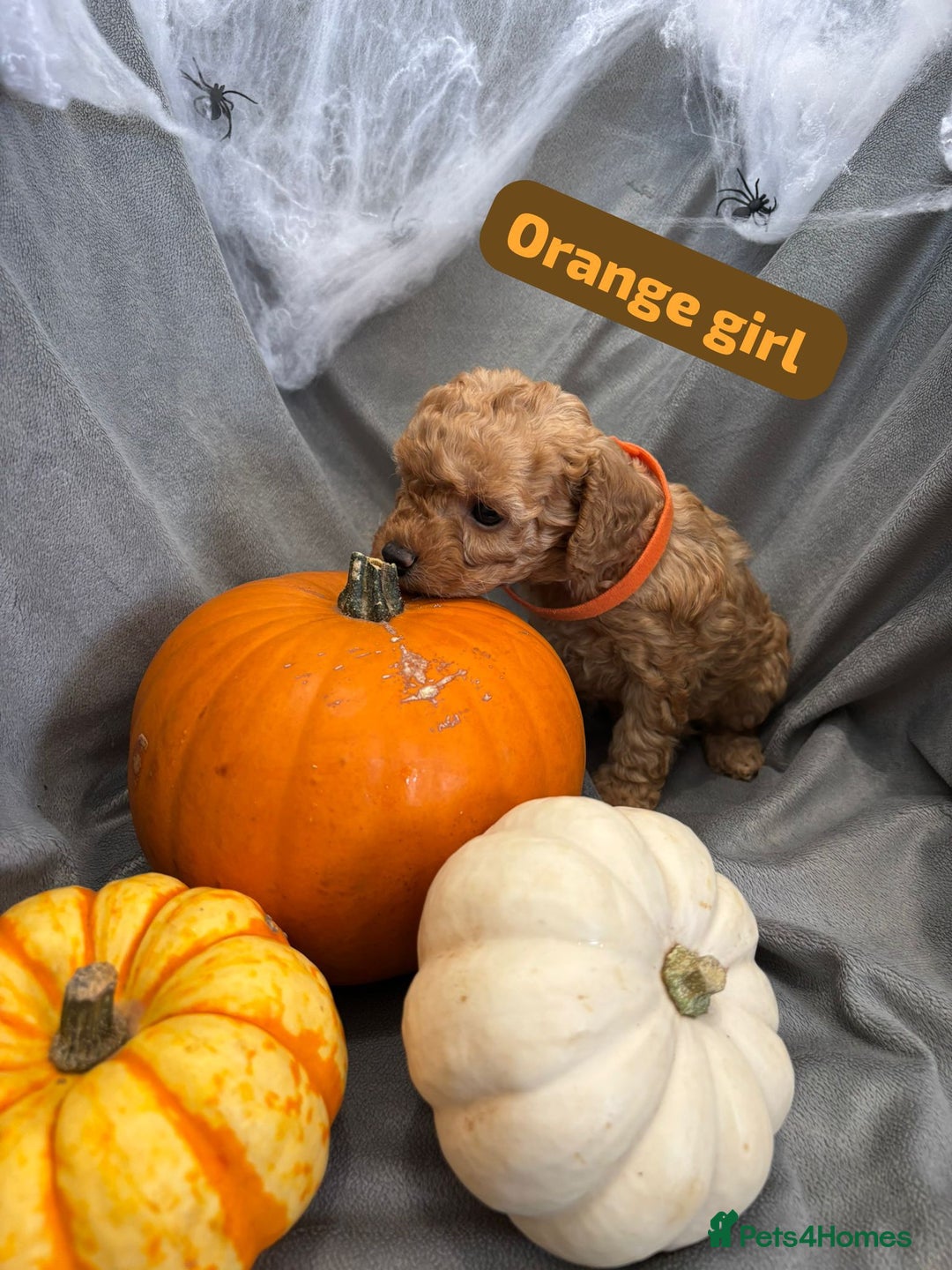 Cavapoochon dogs for sale: 🐾CAVAPOOCHON PUPPIES 🐾 - Image 6