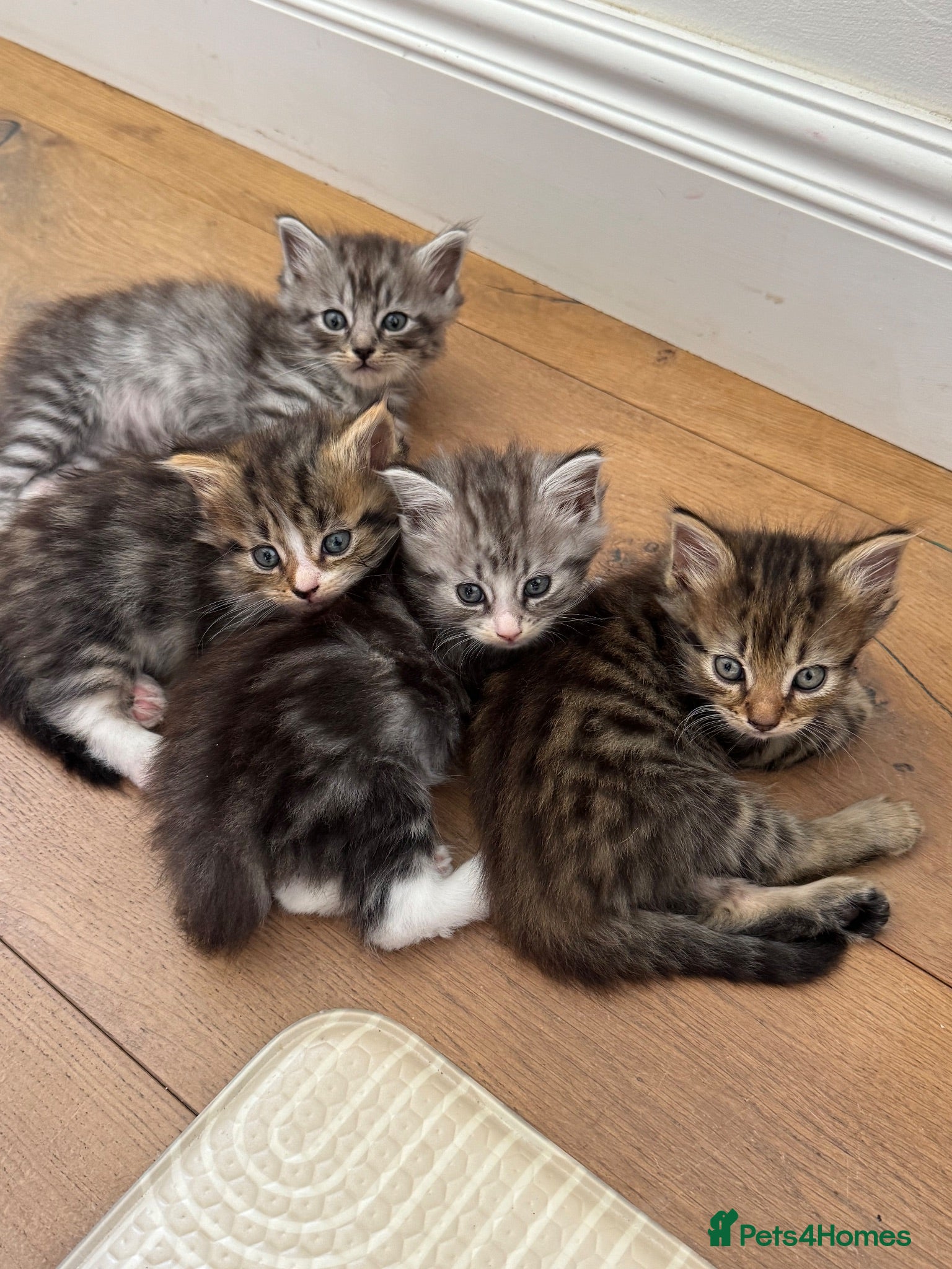 Ragdoll cats Quarter ragdoll kittens  - Advert 10