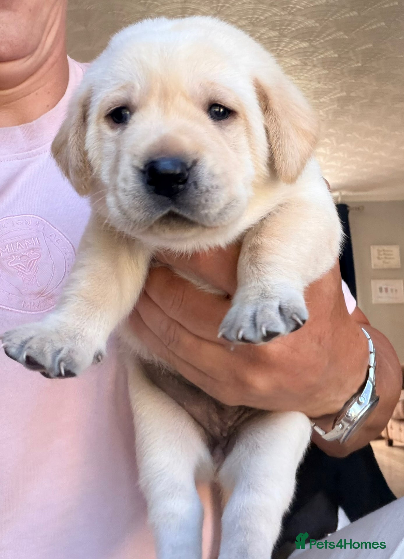 Labrador Retriever Puppy pink