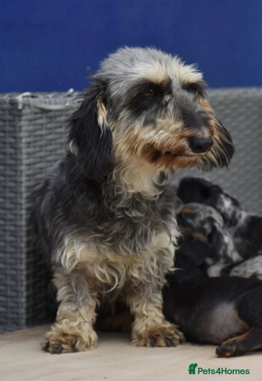 Dachshund dogs for sale: Stunning dachshund pups - Advert 13