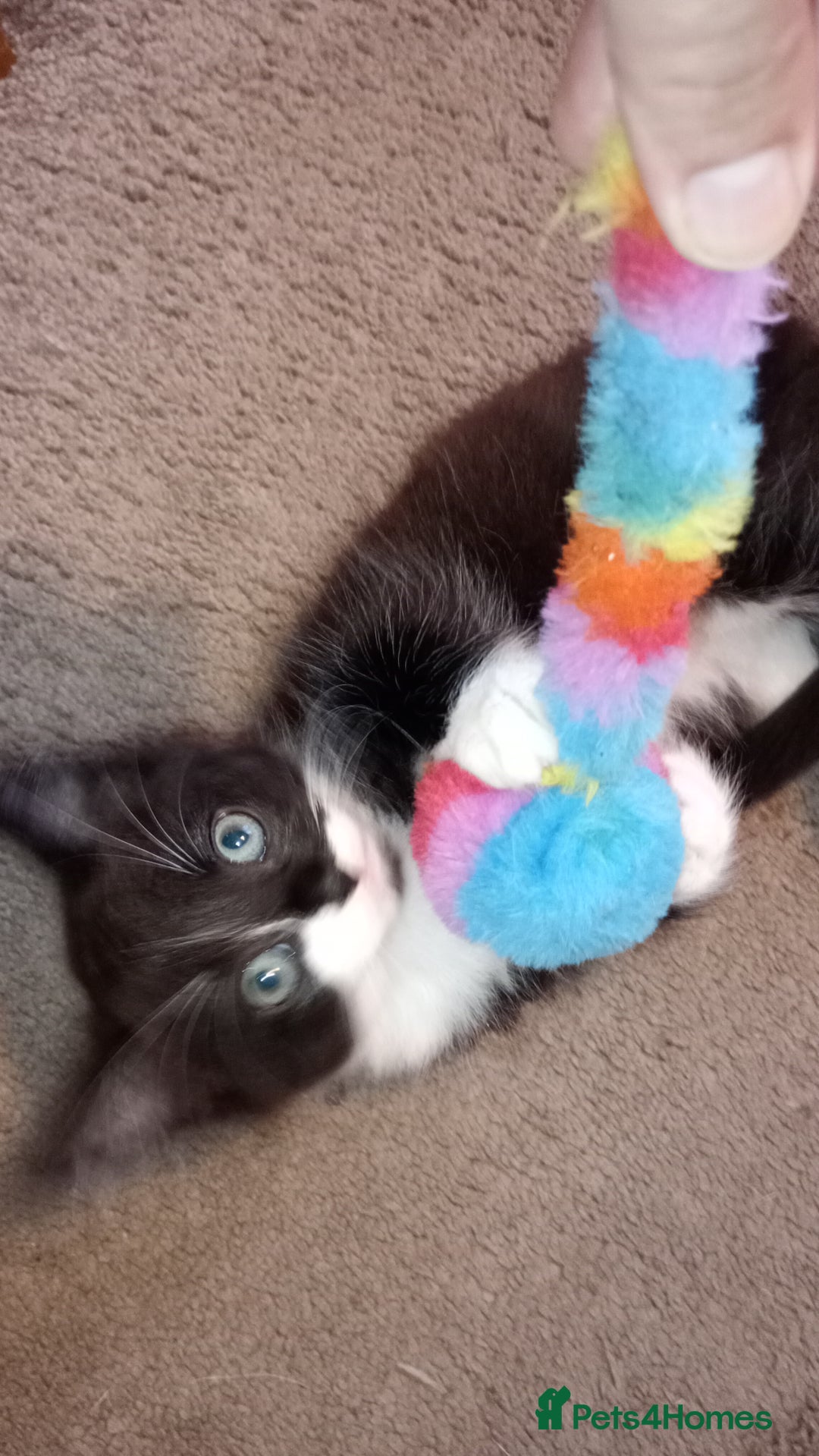 Mixed Breed cats for sale: Fluffy lovely kitten looking for home - Image 5
