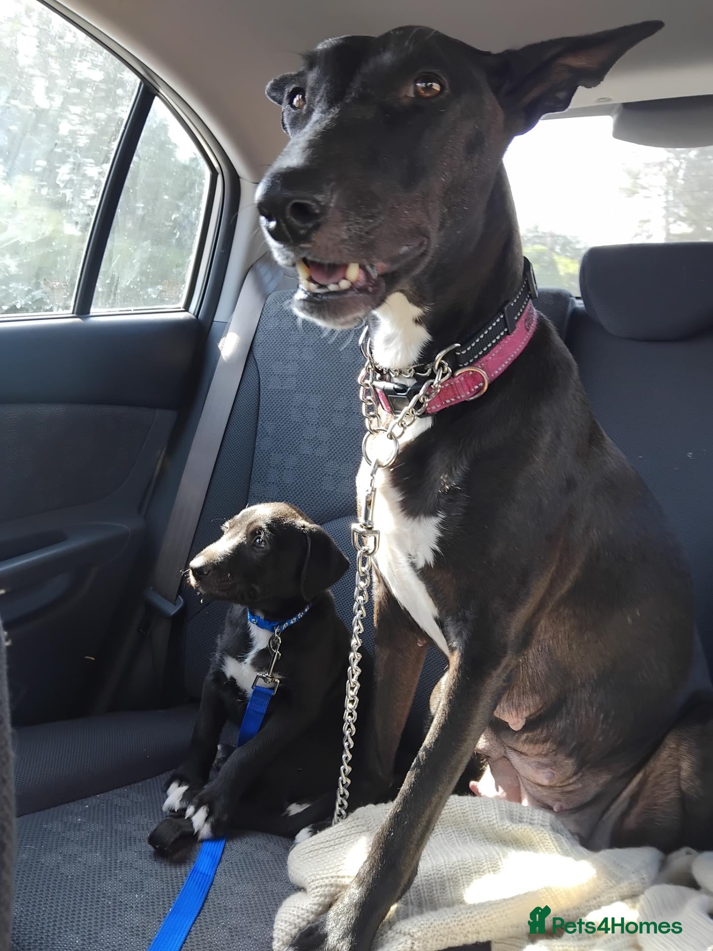Lurcher dogs Bedlington grey x bull lurcher pup - Advert 1