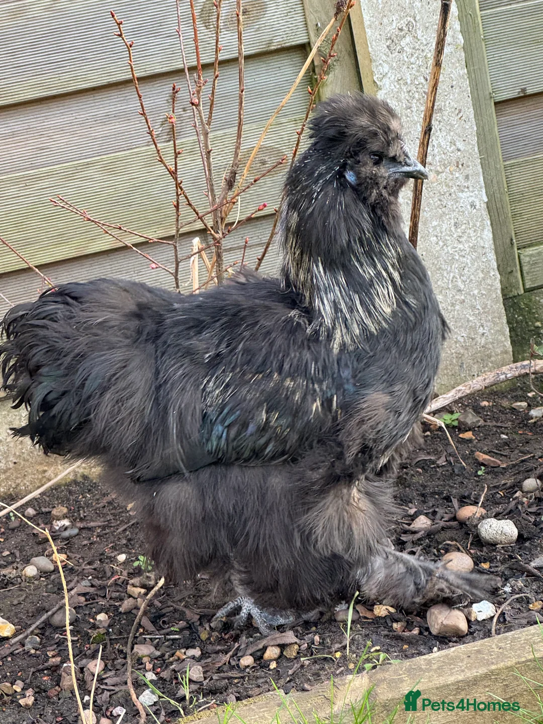 Chickens poultry for sale: Black silkie cockeral - Advert 2